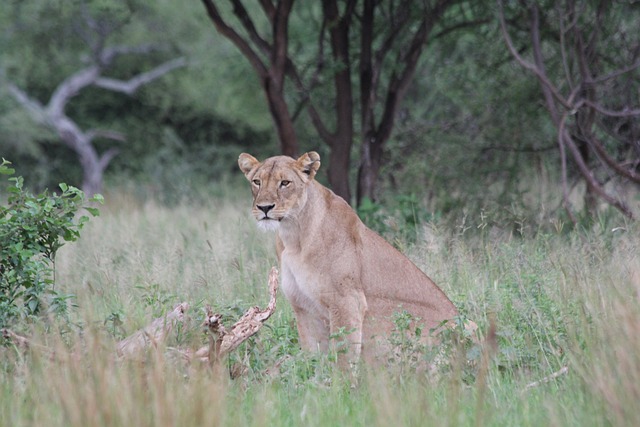 6 days tanzania wonderful safari